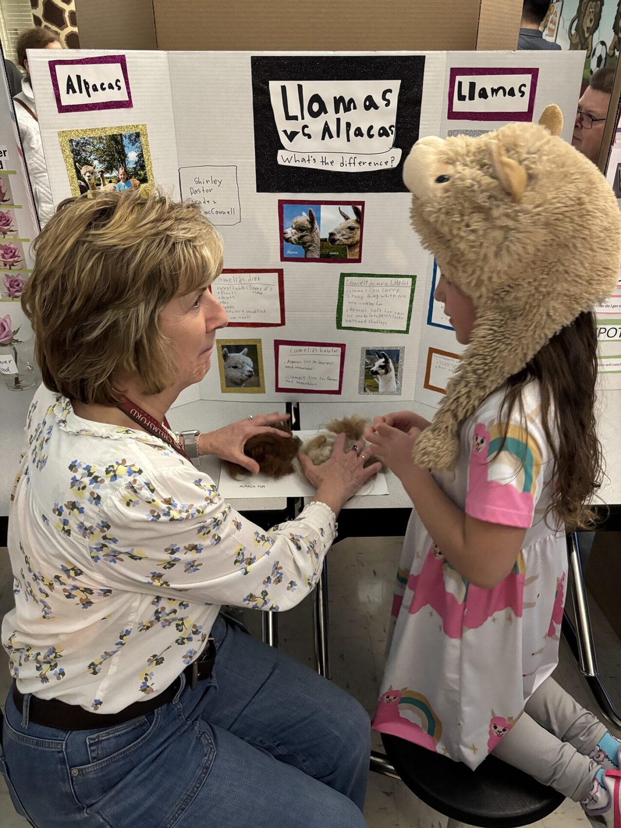 A Center Elementary School Science Fair project focused on llamas versus alpacas.