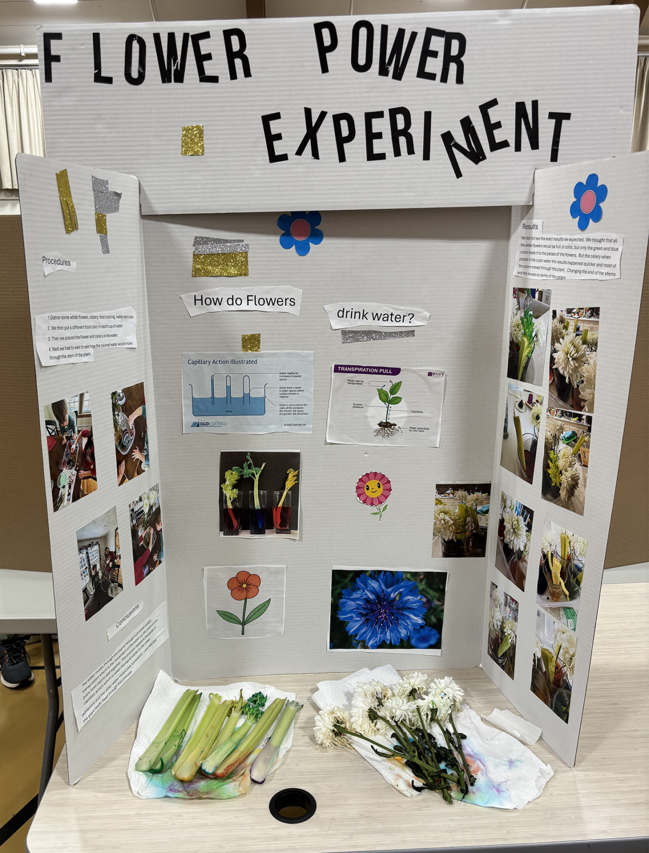 A Center Elementary School Science Fair project focused on how flowers absorb water.